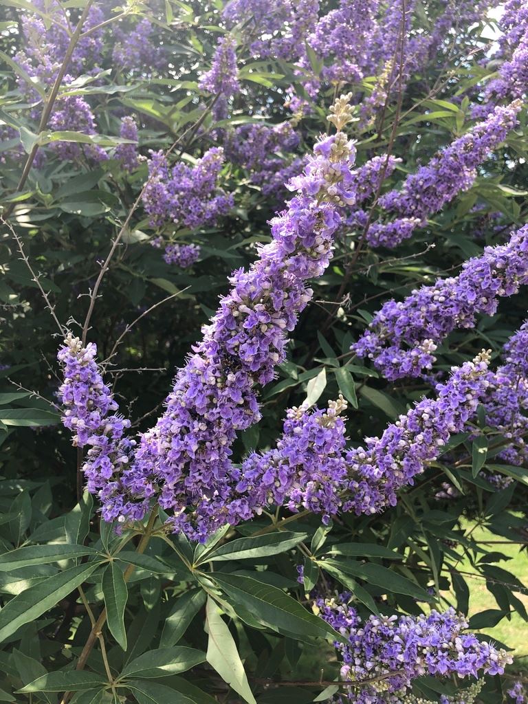 Vitex