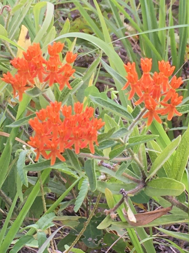 Butterfly Weed 2