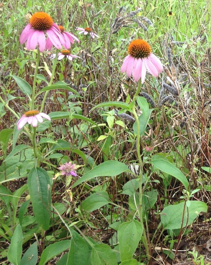 Coneflower
