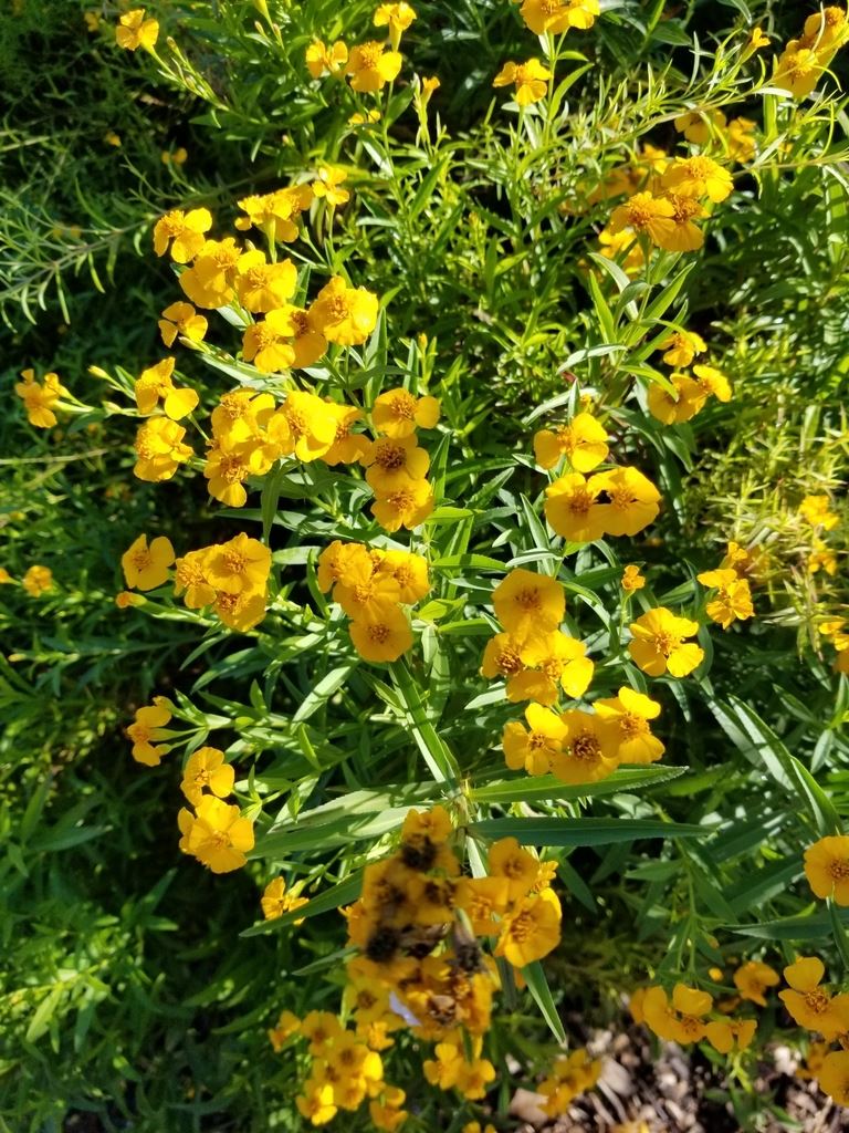 Mexican Marigold